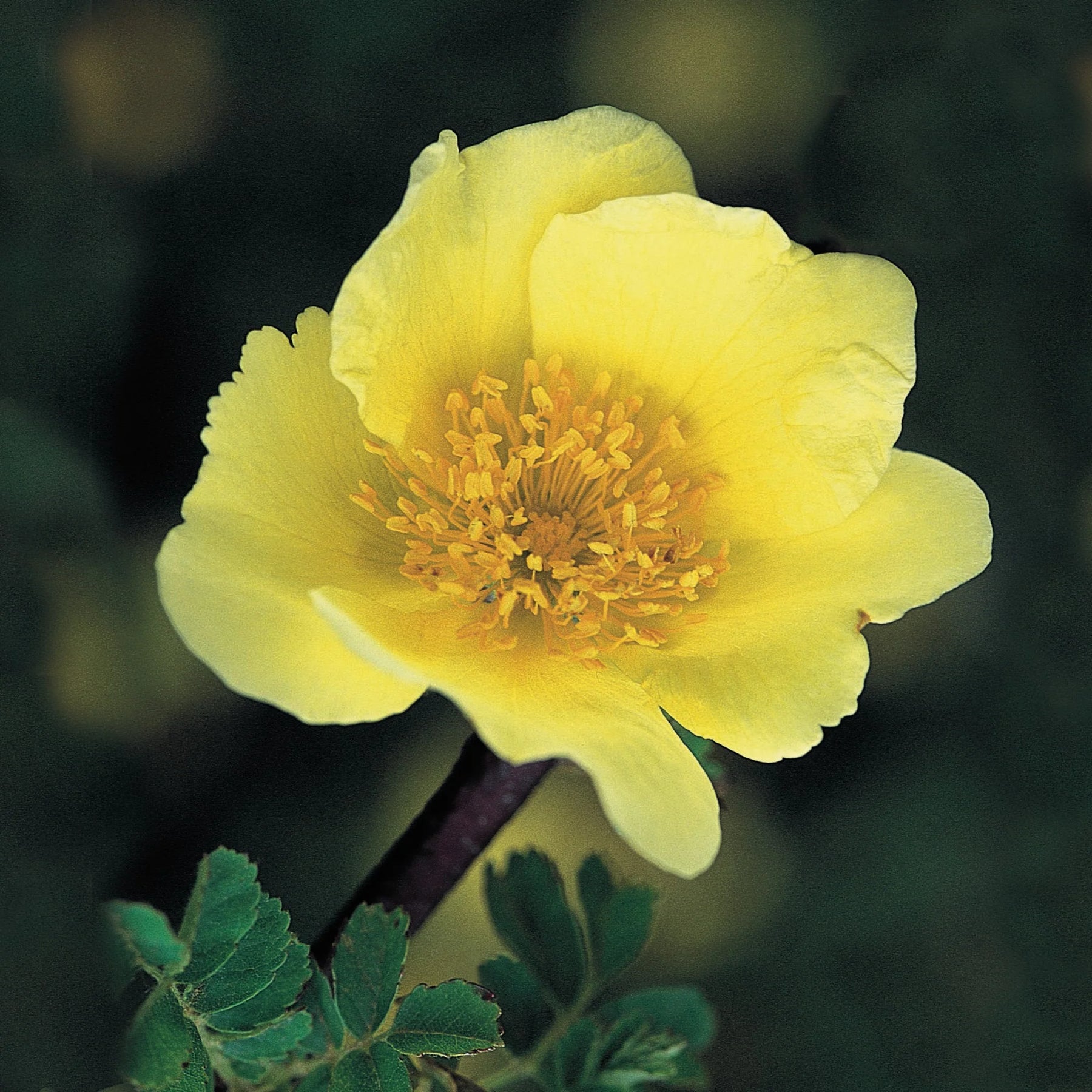 Xanthina Rose Flower Seeds for Planting – 100, Heirloom, Non-GMO Garden Seeds - Rose for planting in home garden